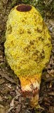 Gymnogaster boletoides image