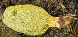 Gymnogaster boletoides image