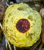 Gymnogaster boletoides image