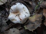 Hebeloma crustuliniforme image