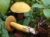 Suillus tomentosus image