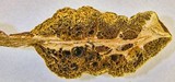 Gymnogaster boletoides image