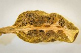 Gymnogaster boletoides image