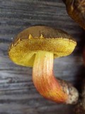 Boletus chrysenteron image