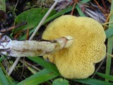 Suillus umbonatus image