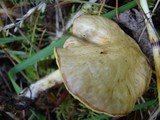 Suillus umbonatus image