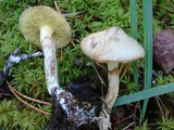 Suillus umbonatus image