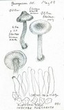 Inocybe subcarpta image