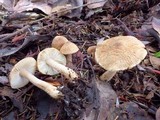 Inocybe subcarpta image