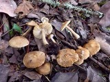 Inocybe subcarpta image