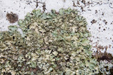 Parmotrema xanthinum image