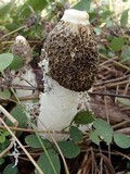 Phallus indusiatus image