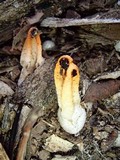 Laternea dringii image