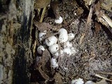 Laternea dringii image