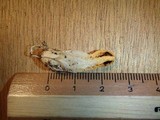 Laternea dringii image