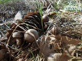 Mycena plumipes image