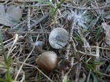 Mycena plumipes image