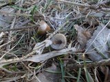 Mycena plumipes image