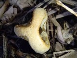 Clathrus columnatus image