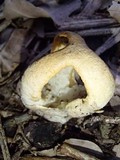 Clathrus columnatus image