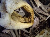 Clathrus columnatus image