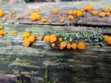 Dacrymyces capitatus image