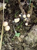 Poronia pileiformis image