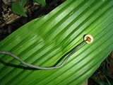 Poronia pileiformis image