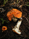 Gomphus bonarii image