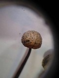 Poronia pileiformis image