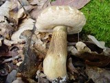 Tylopilus felleus image