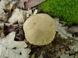 Tylopilus felleus image