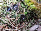 Pseudoplectania nigrella image