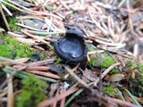 Pseudoplectania nigrella image