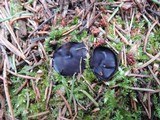 Pseudoplectania nigrella image