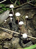 Poronia pileiformis image