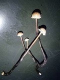 Poronia pileiformis image