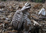 Coprinopsis picacea image
