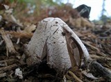 Coprinopsis picacea image