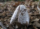 Coprinopsis picacea image