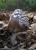 Coprinopsis picacea image