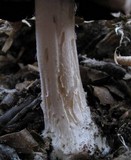Coprinopsis picacea image