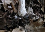 Coprinopsis picacea image