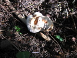 Hydnellum aurantiacum image