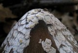 Coprinopsis picacea image