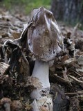 Coprinopsis picacea image