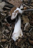 Coprinopsis picacea image