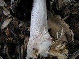 Coprinopsis picacea image