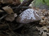 Coprinopsis picacea image