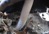 Coprinopsis picacea image